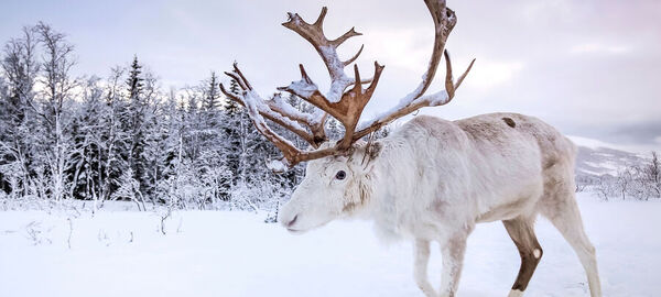 KUZEY`İN BÜYÜLÜ IŞIKLARINA YOLCULK LAPLAND KAMPANYA 4 GECE OLOF HOTEL