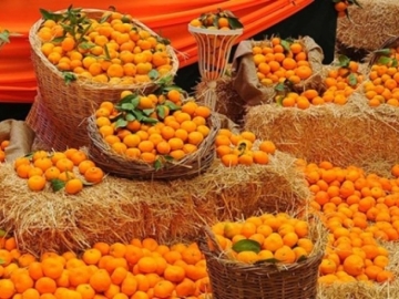 SEFERİHİSAR MANDALİNA ŞENLİĞİ