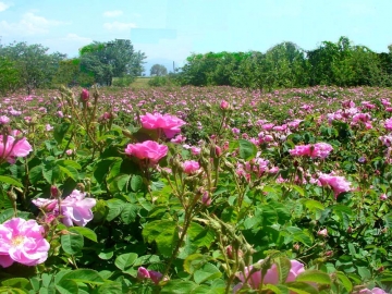 ISPARTA GÜL BAHÇELERİ SALDA TURU 2026