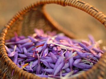 SAFRANBOLU SAFRAN ÇİÇEĞİ FESTİVALİ TURU