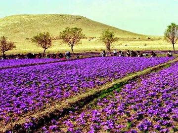 SAFRANBOLU SAFRAN ÇİÇEĞİ FESTİVALİ TURU