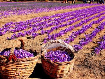 SAFRANBOLU SAFRAN ÇİÇEĞİ FESTİVALİ TURU