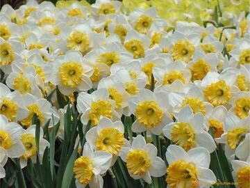 NERGİS ZAMANI KARABURUN TURU