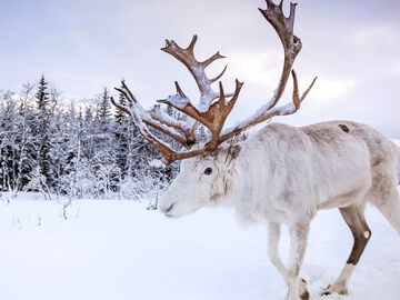 KUZEY`İN BÜYÜLÜ IŞIKLARINA YOLCULK LAPLAND KAMPANYA 4 GECE OLOF HOTEL